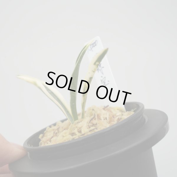 画像3: 11.地球宝 (3)