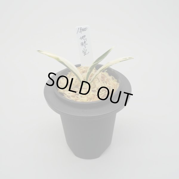 画像1: 11.地球宝 (1)