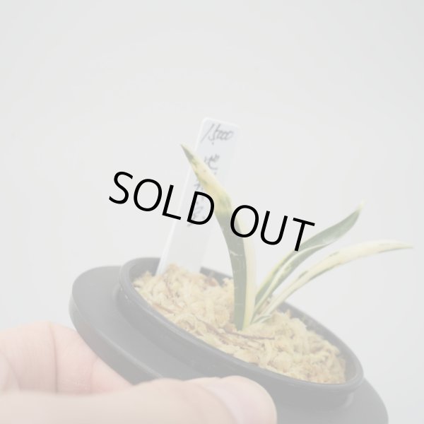 画像4: 11.地球宝 (4)