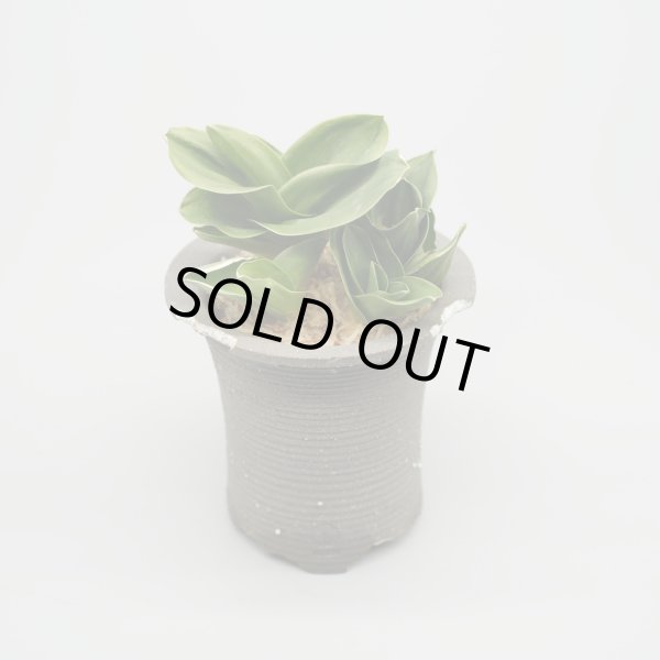 画像1: 【引っ越し万年青】N/OH / Glay ＋ 福包  (1)