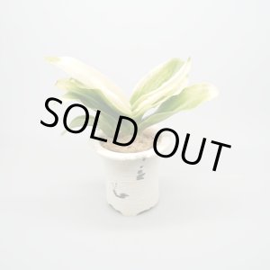 画像: 【引っ越し万年青】N/OH / White + 福の光