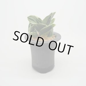 画像: 【引っ越し万年青】N/OH / Black + 福包